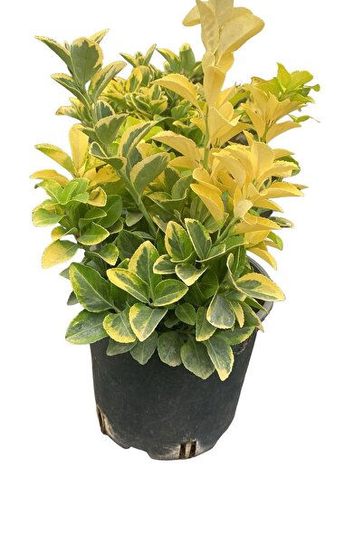 ÇİÇEK EVRENİ Gold Taflan-altuni Taflan (EUONYMUS JAPONİCA AUREA) 30-40cm Saks...