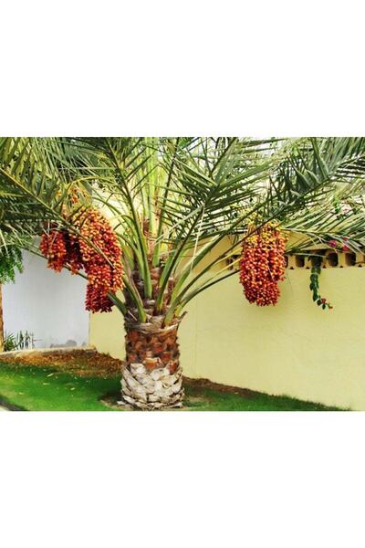 Fidan Sahası SAKSIDA PHOENİX CANARİENSİS HURMA PALMİYESİ FİDANI YAŞ 5
