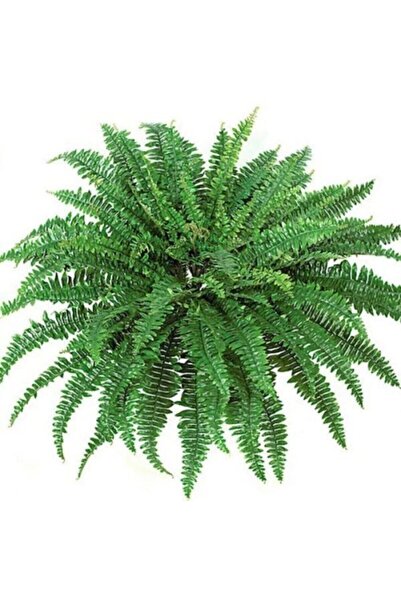 Kaktüs & Sukulent Aşk Merdiveni fujer Nephrolepis Exaltata Eğrelti Otu 15 cm Saksı 30 cm Uzunluk