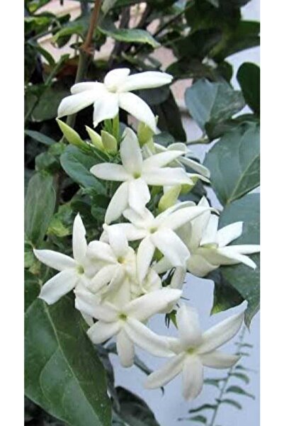 Bitkim Sende Arap Yasemin Fidanı Yoğun Kokulu