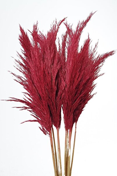 EÇiçek Pampas Otu Kırmızı  Demet 100 Cm 15"li