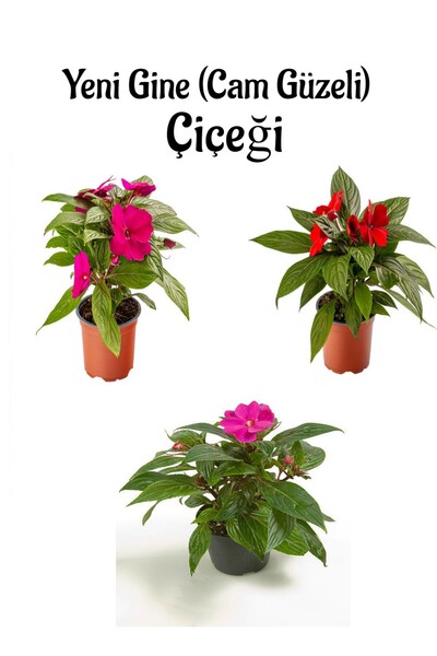 Bitkim Sende Fuşya +Ebruli+Pembe+Kırmızı Yeni Gine Cam Güzeli Çiçeği 3 ADET B...