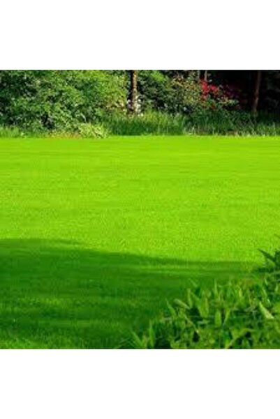 1kg of Grass Seed is Easy to Combine to Make a Repair Patch Super Yield Very Annual