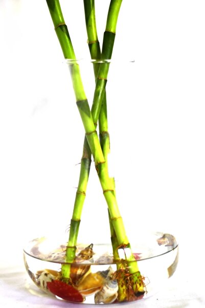 Genel Markalar Bambu Laki 50-60 Cm Şans Bambusu Lucky Bamboo