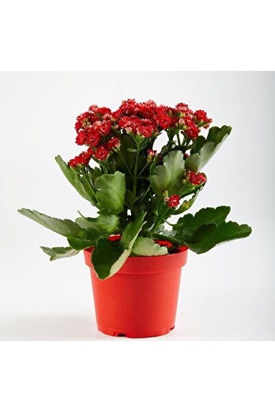 Red Vibrant Kalonchoe Flower 10.5 Cm Pot Diameter
