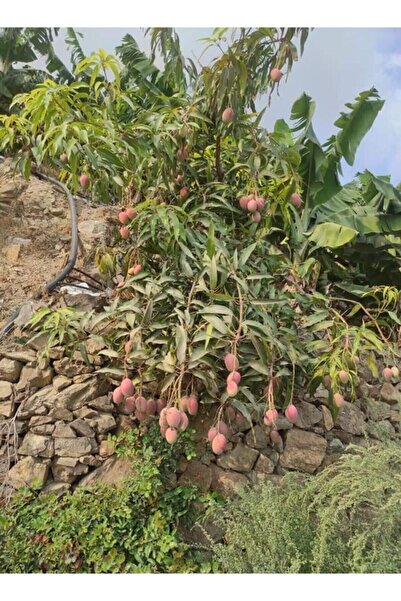 YAĞMUR FİDANCILIK Aşı Istemeyen Mango Fidanı - 60 Cm-80 Cm