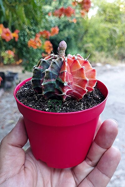 Toptan Kaktüs Gymnocalycium Mihanovichii Variegata köklü çok renkli kirmizi turuncu yeşil büyük boy koleksiyon