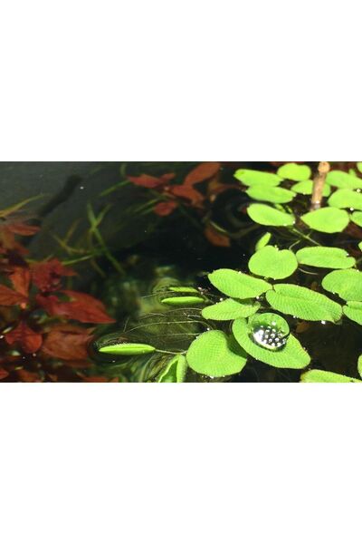 KARİDES MARKET 100 Yaprak Salvinia Natans Minima Su Üstü Bitkisi 100 Adet Akvaryum Su Üstü Bitkisi
