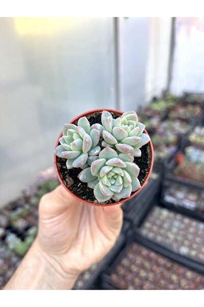 SukuLand Echeveria pink bright ithal koleksiyonluk özel tür sukulent 5,5cm sa...