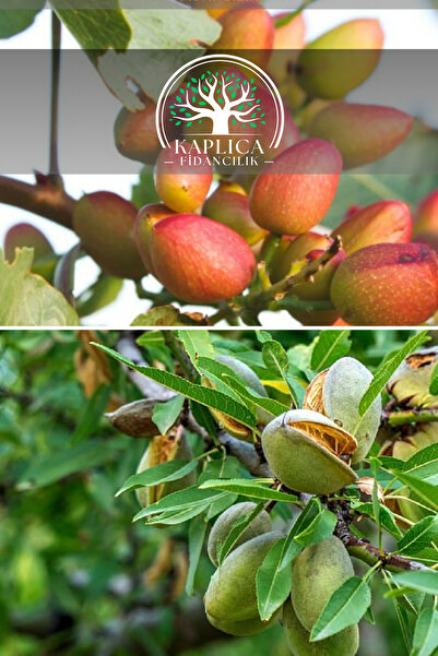 KAPLICA FİDANCILIK 2 Adet Meyve Fidanı Antep Fıstığı Ve Badem 3 Yaş