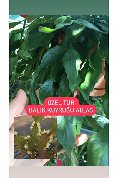 Rhipsalis Robusta balık atlas yılbaşı atlas 25cm uzunluğunda köksüz dal