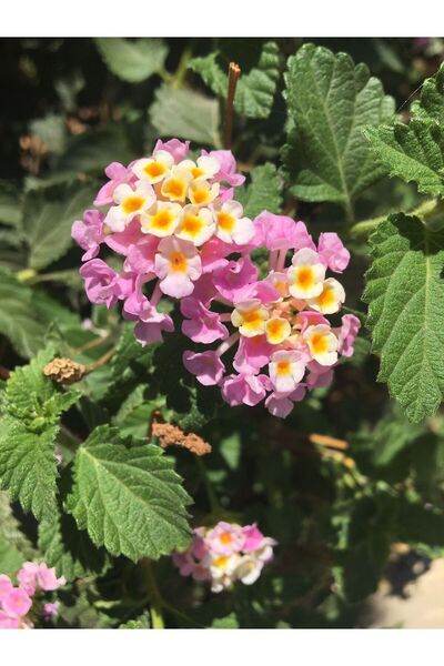 Birtutamrenk Pembe Ebruli Ağaç Minesi Tohumu 15adet