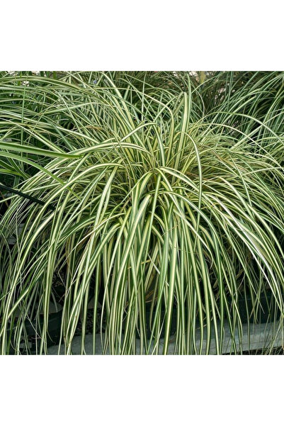 doğaşık "Gösterişli Kurdele Çimi Fidanı - Alacalı Yapraklarıyla Yer Örtücü Çözüm"