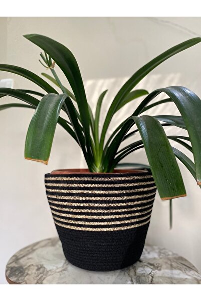 Parla Life Hasır Saksı Sepet, Orkide Saksı, Dekoratif Sepet, Ev Ve Banyo Dekoru 24x30 Cm