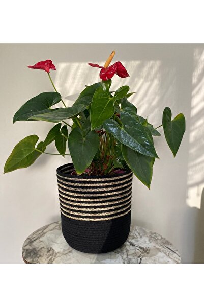 Parla Life Hasır Saksı Sepet, Orkide Saksı, Dekoratif Sepet, Ev Ve Banyo Dekoru 24x24 Cm