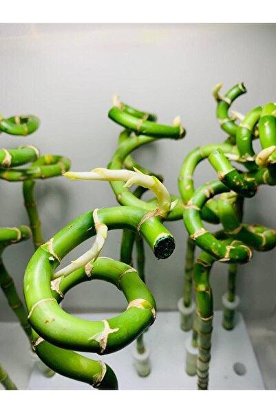 foliumbotanik Şans Bambusu Tekli 50 Cm