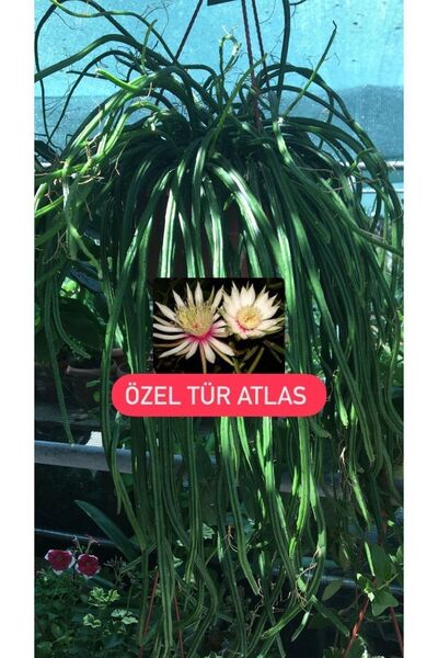 Birtutamrenk Selenicereus wercklei özel tür atlas çiçeği 1adet köksüz dal