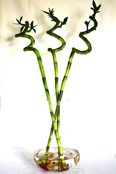 Genel Markalar Bambu Laki 50-60 Cm Şans Bambusu Lucky Bamboo