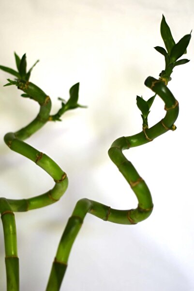 Genel Markalar Bambu Laki 50-60 Cm Şans Bambusu Lucky Bamboo