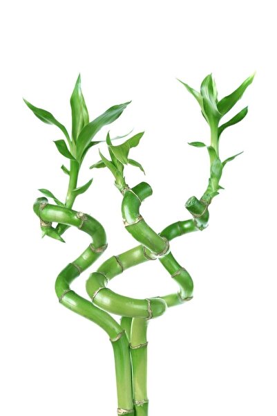 Lucky Bamboo Lucky Bamboo 40-50cm 2pcs