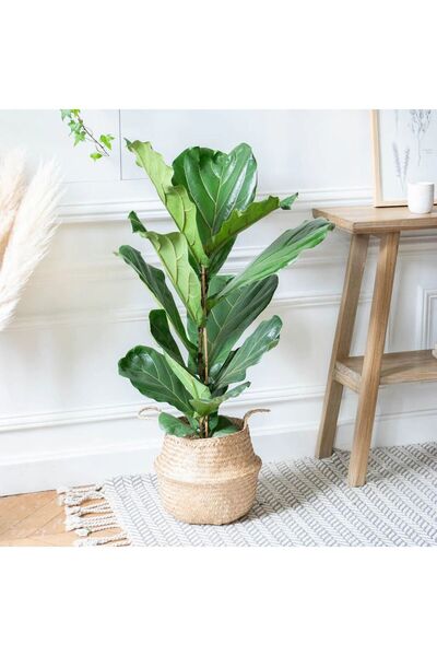 SYNETELLYA Tek Gövdeli Ficus Lyrata Bambino Keman Yapraklı Kauçuk Çiçeği