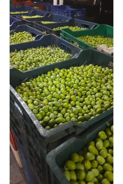 Ham Yeşil Zeytin 5 Kg (YENİ MAHSÜL)