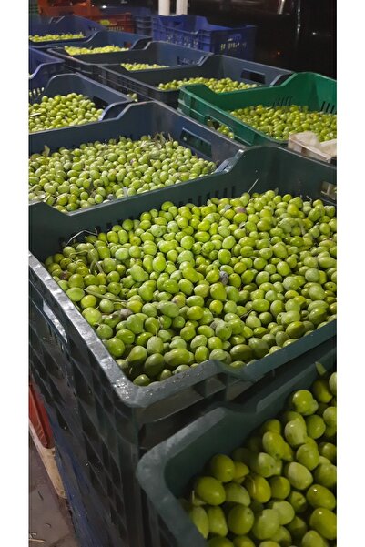 Söylemez Yöresel Ham Yeşil Zeytin 1 Kg (YENİ MAHSUL)