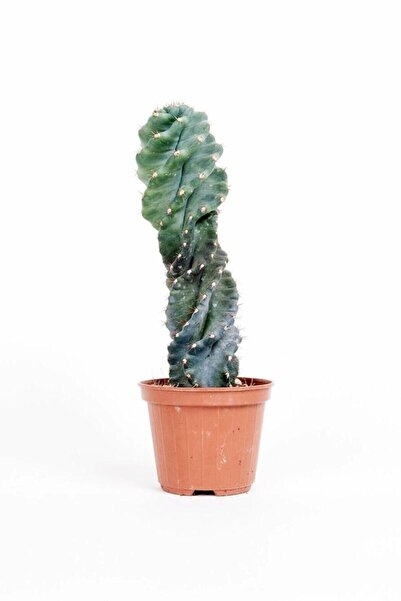 Cemre Garden Cereus Forbesii Spiralis - Dönen Spiral Kaktüs - Ev Ofis Salon I...