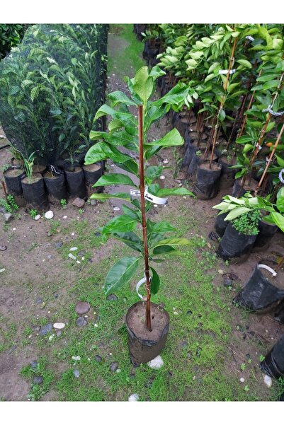 Köyceğiz Bitki Dünyası Pomelo Fidanı (şadok - Ağaç Kavunu Fidanı)