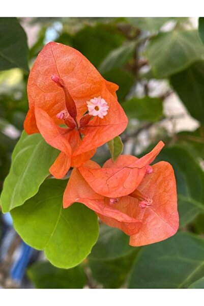 Smyrna Garden Turuncu Begonvil Sarmaşığı 80-100 Cm / Mevsimsel Şu An Az Çiçekli