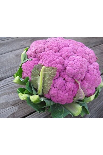 Tohum Dünyası 50 Adet Italyan Mor Sicilya Karnabahar Tohumu