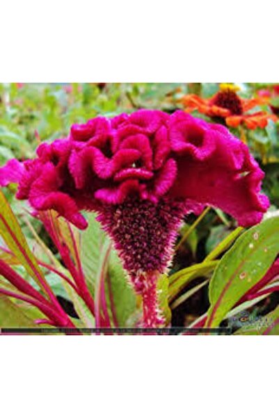 ata tohumculuk Tohum Horoz Ibiği Çiçeği Tohumu Horozibiği Çiçek Tohum Saksı T...