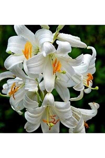 Köy Tohumları 15 Adet Tohum Beyaz Japon Zambağı Tohumu Zambak Çiçeği Tohumu S...