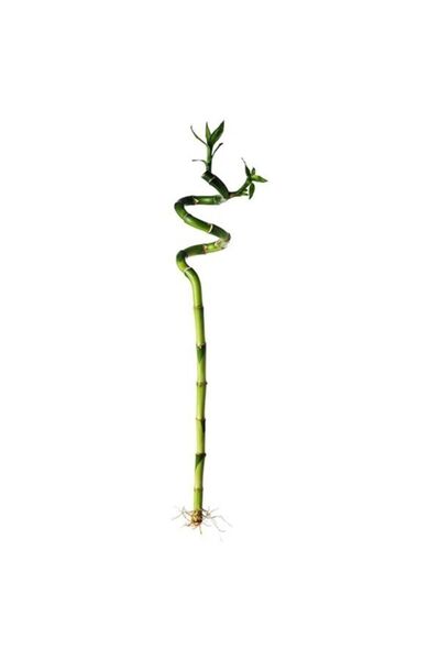 Genel Markalar 1 Adet Şans Bambusu 40-50 Cm
