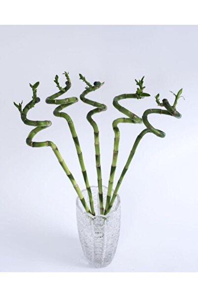 ebotanik 5 Adet Şans Bambusu-lucky Bamboo 60 cm