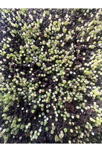 TULIN Gymnocalycium Mihanovichii Variegata - 100 Adet Ithal Kaktüs Tohum Mix (EXCLUSIVE SET)