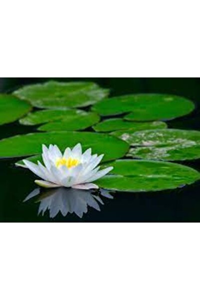 Köy Tohumları 5 Adet Tohum Beyaz Renkli Su Zambağı Tohumu Su Zambak Tohumu He...