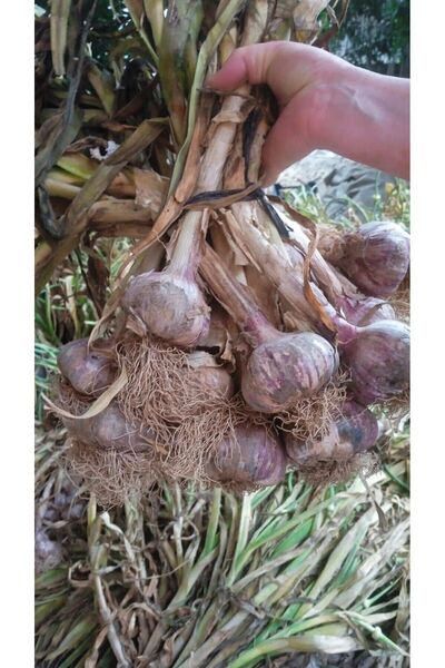 hanımın elinden Sarımsak