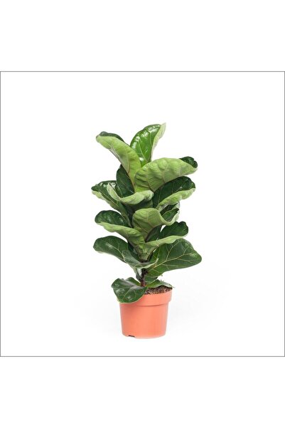 BahçemizBurada Lyrata - Keman Yapraklı Kauçuk (40 -60 Cm)