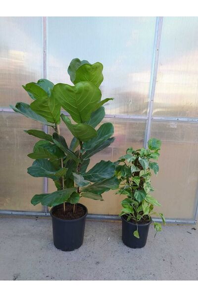 BotanikBahçem Kampanya 2'li Kampanya Patos Enjoy Sarmaşık 60 Cm Lyrata Kauçuk...