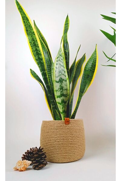 AVANGARDE HOME LIFE Hasır Sepet Hasır Saksılık