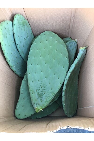 Opuntia ficus-indica kaynanadili mısırinciri frenk inciri 1adet köksüz yaprak