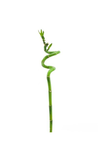 ORMANLIK 1 Adet Dal Şans Bambusu 70-80 Cm Salon Bitkisi Ev Bitkisi Lucky Bamboo Ofis Bitkisi