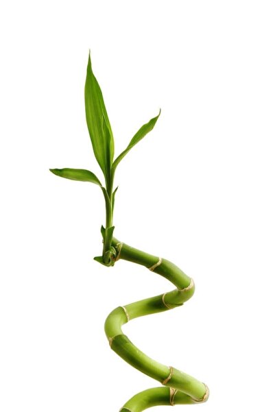 salsepete 1 Adet Şans Bambusu 40-50 Cm