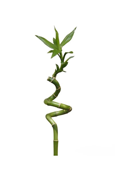 ORMANLIK 1 Adet Dal Şans Bambusu 70-80 Cm Salon Bitkisi Ev Bitkisi Lucky Bamboo Ofis Bitkisi