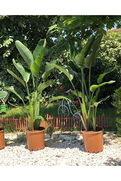 NİLAY FLOWERS Starliçe-beyaz Cennet Kuşu-strelitzia Nicolai Üç Köklü Köklü 16...