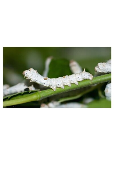 ŞİFAGIDA İpek böceği yumurtası 48ad