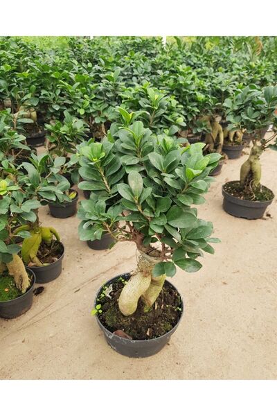 Hilal Garden Ficus Bonsai / Bonsai Ağacı