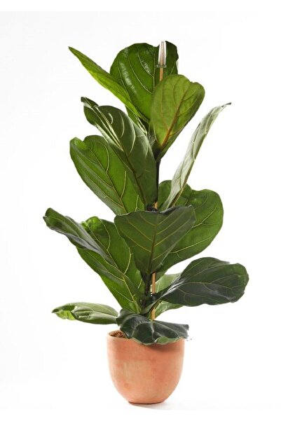 Berceste Peyzaj tasarım Berceste Peyzaj Ficus Lyrata Keman Yapraklı Kauçuk Bitkisi Ev Bitkisi Ofis Bitkisi Salon Bitkisi