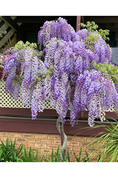 AnkaBahçe Mor Salkım Sarmaşık 30-60 cm 2 Yaş